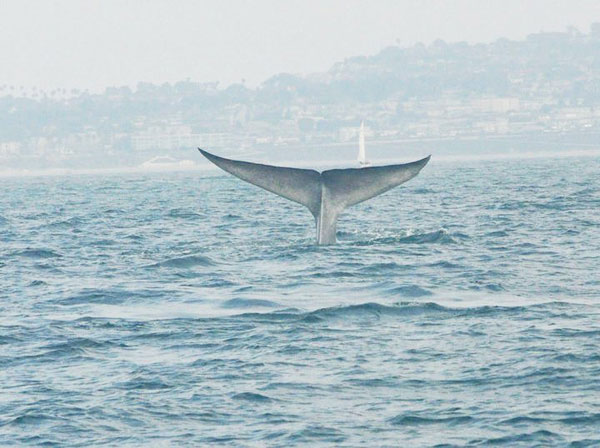 Whale sighting near Redondo Beach aboard the Voyager (Photo Credit: South Bay Events)